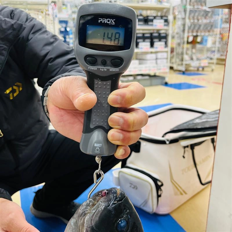 コンディションの良い個体が多いです。