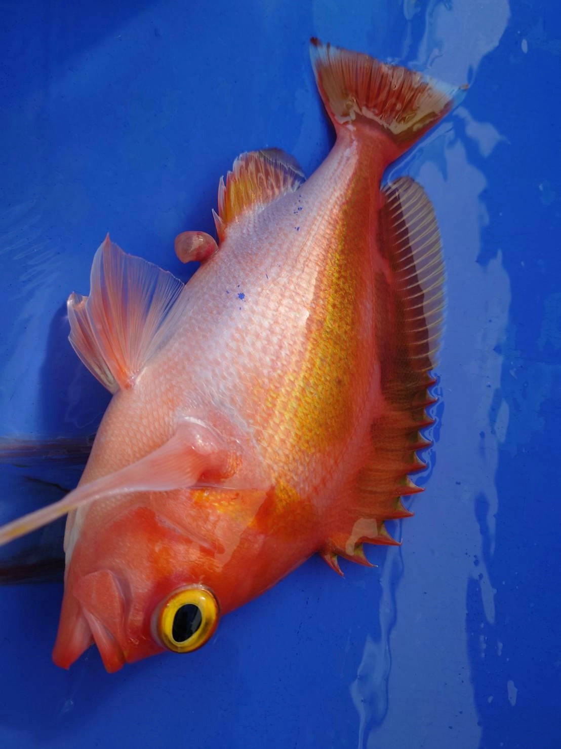 鍋や煮つけに最高の魚です！大きいものは引きがかなり強烈な魚です！