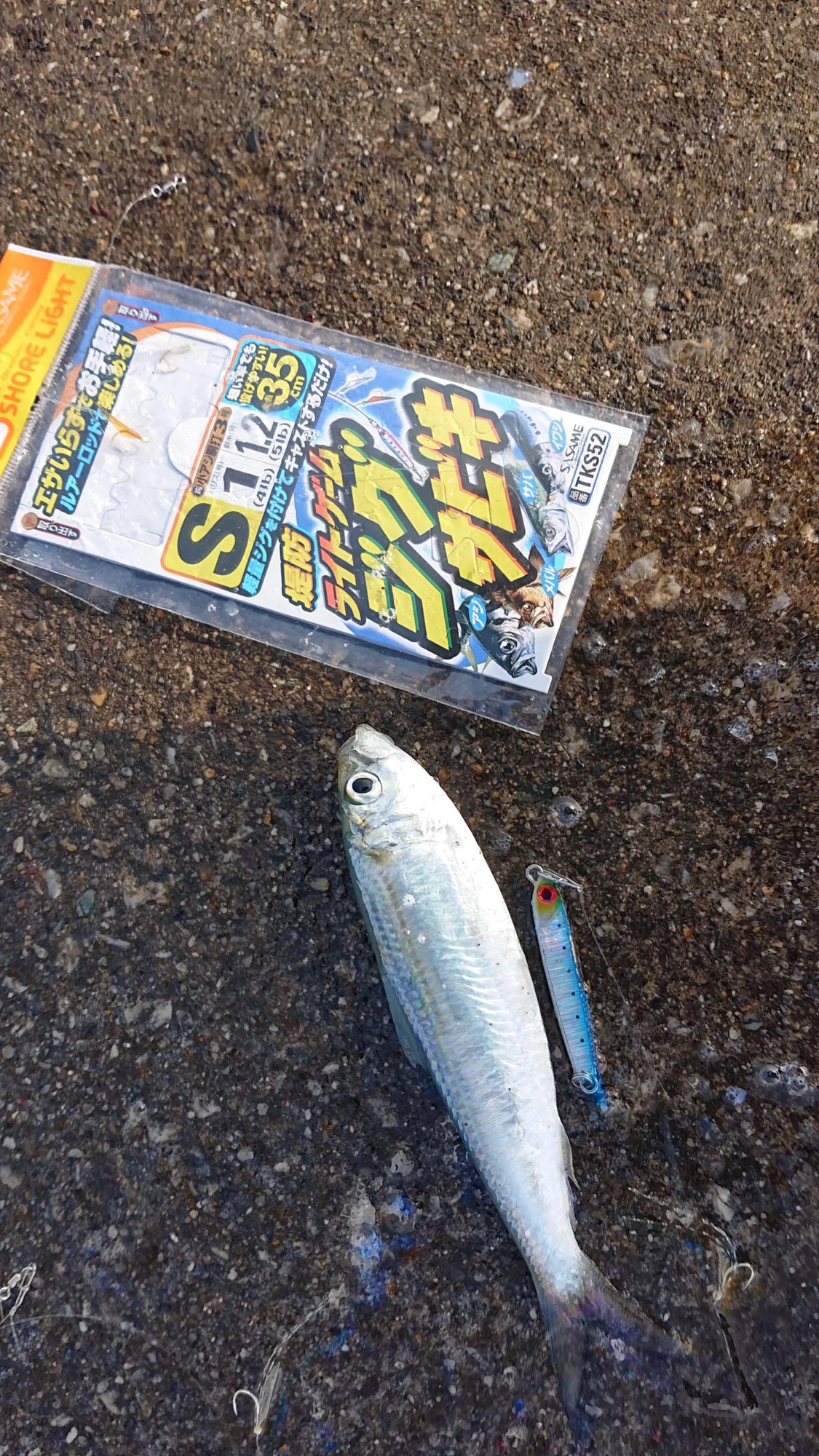 集魚エサを使わず、ジグサビキでも釣れます！