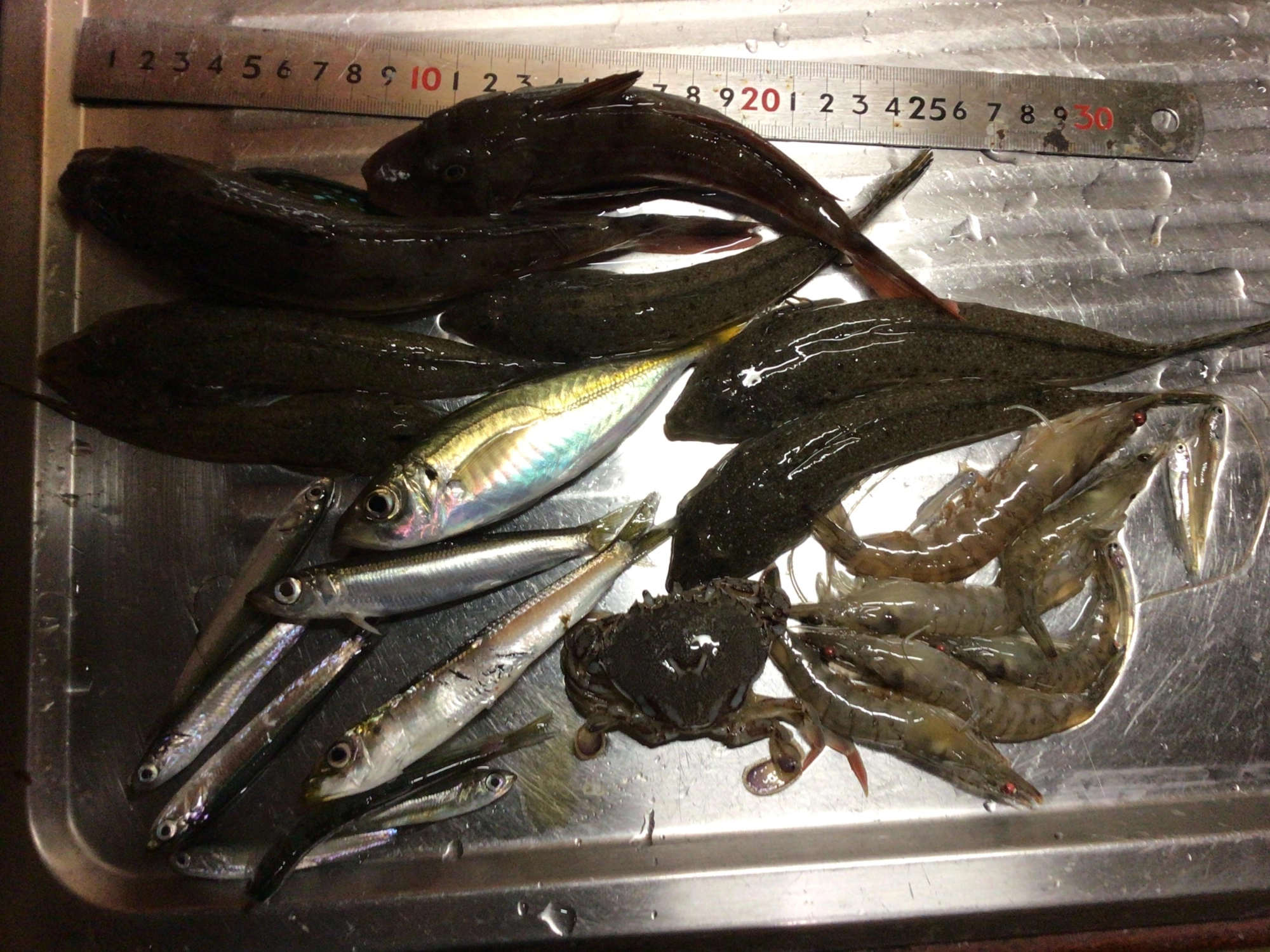 メゴチ初GETデス❗️、、、多彩な恵みに感謝❗️