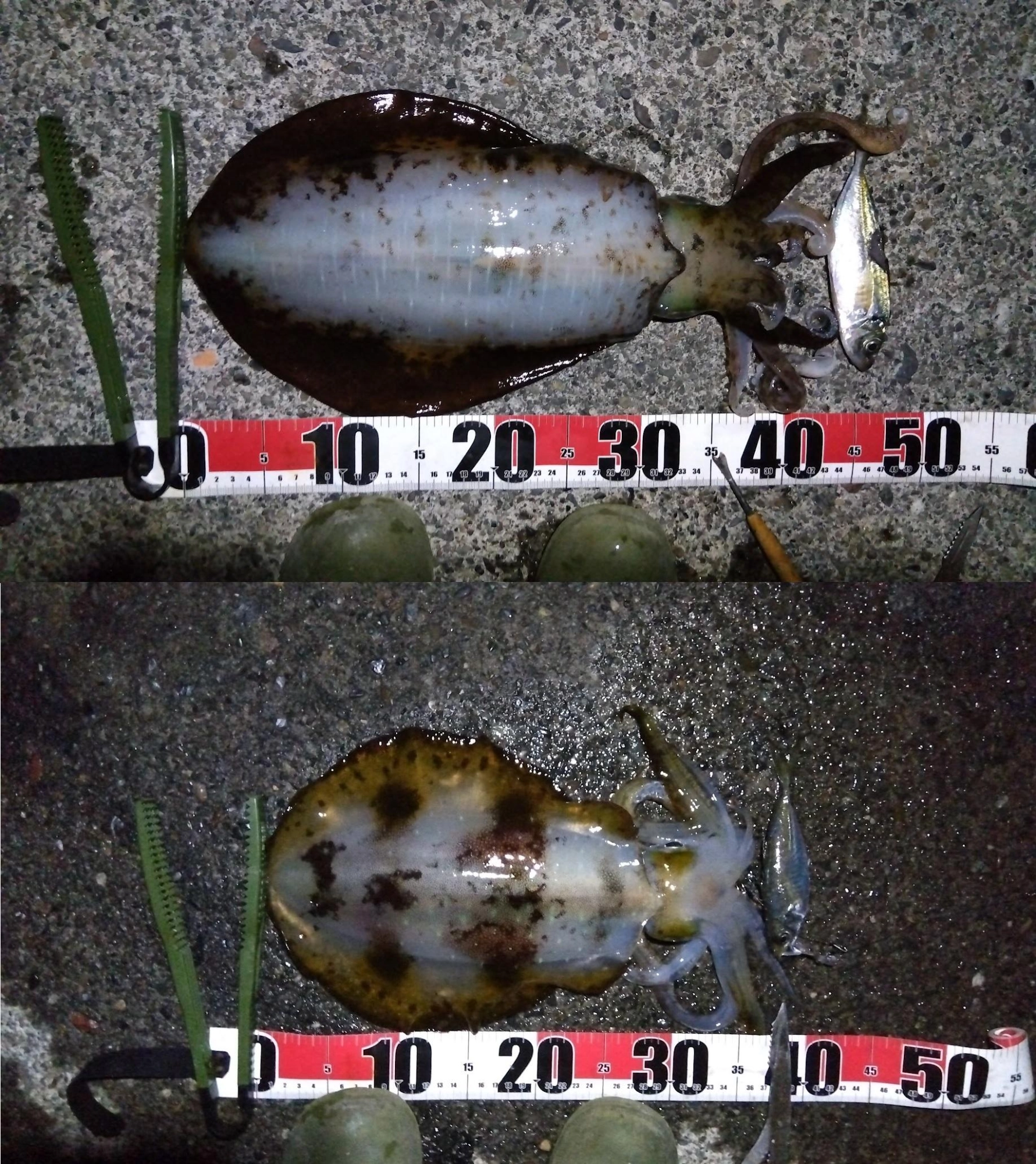 いつもだとちょい投げで深場を泳がすと太刀魚にやられてました
太刀魚にやれらないので狙い通りアオリイカが釣れました