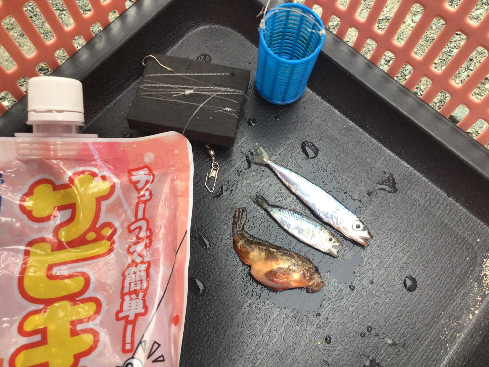 初サビキ釣りは惨敗でした、、、リベンジに燃えるぜよ❗️