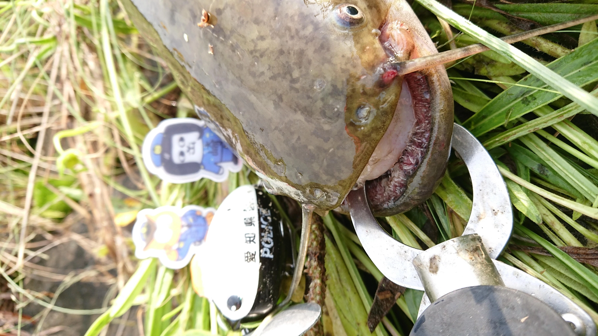 ザグナ愛知県警モデル
にて、
ナマズ確保