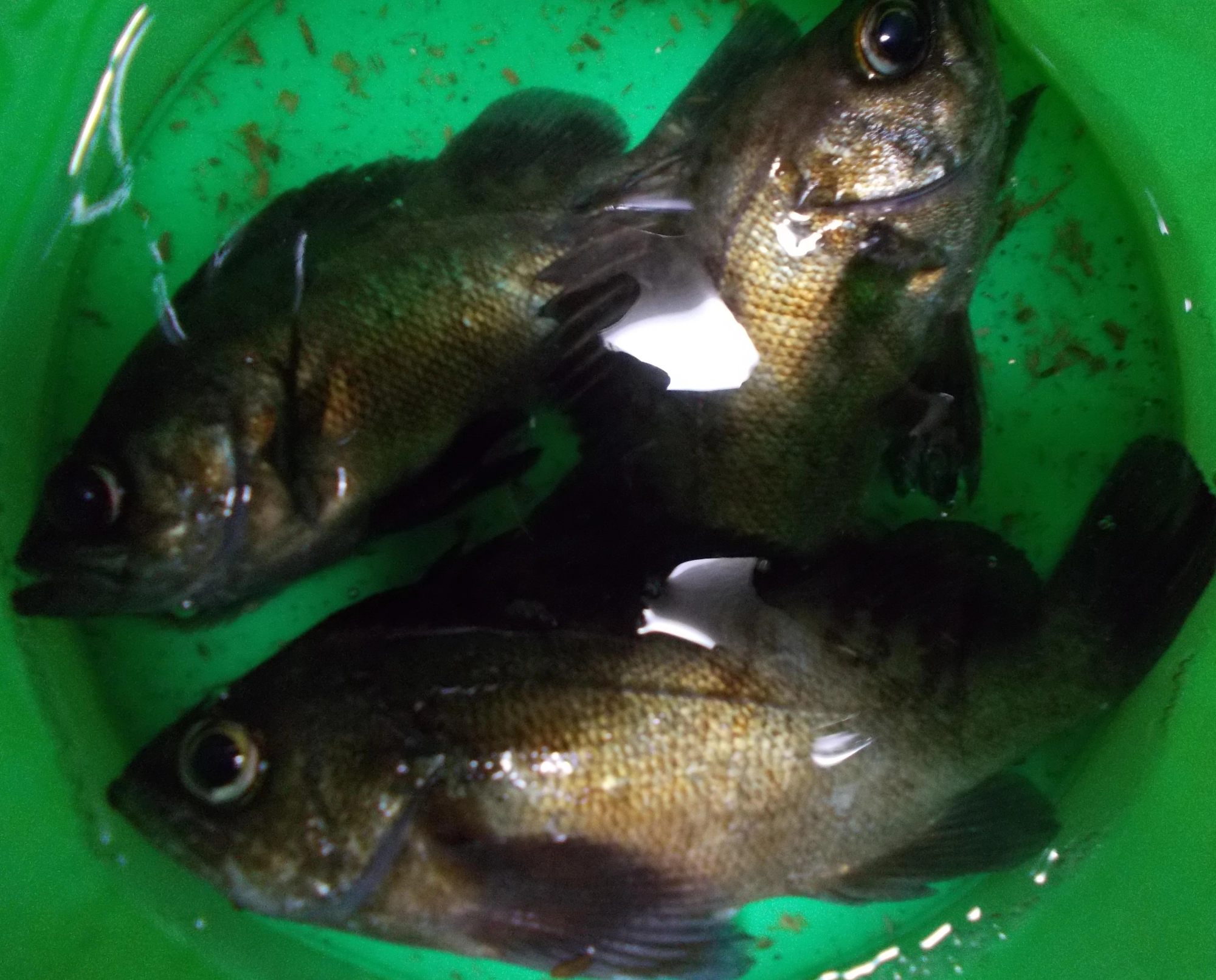 魚をリリースしましたがその場で逃がすと群れで行動していることもあり釣れなくなってしまいます。そのためエアポンプつきのバケツに一時的に入れておき帰る時に逃がすとアタリが長続きしますよ。