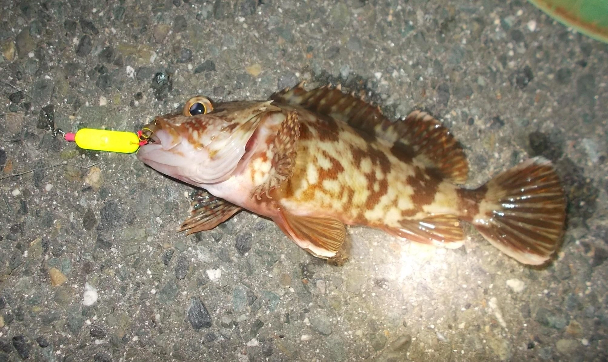 いいサイズのカサゴが釣れました。
