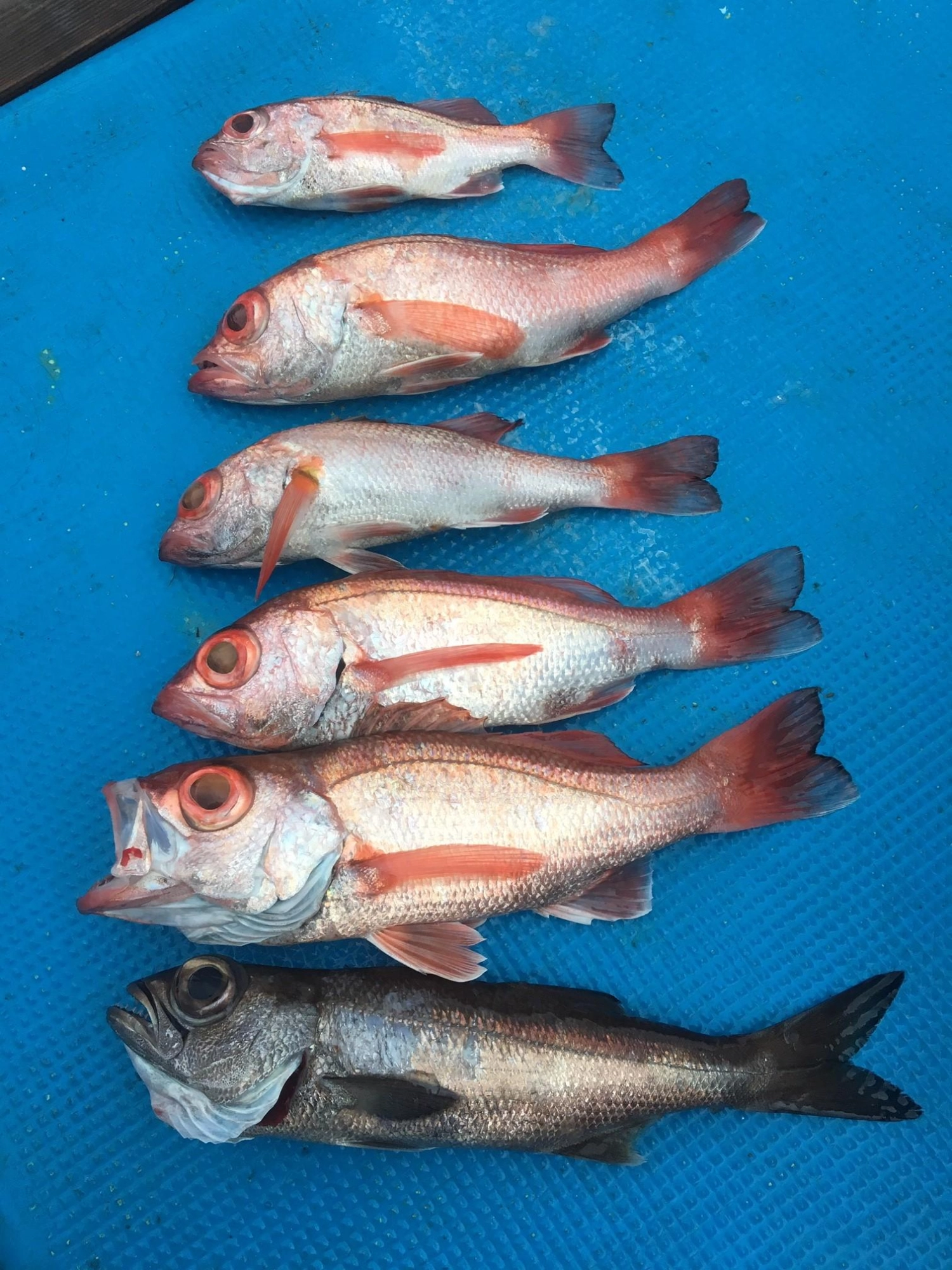 丸々したアカムツが釣れました。