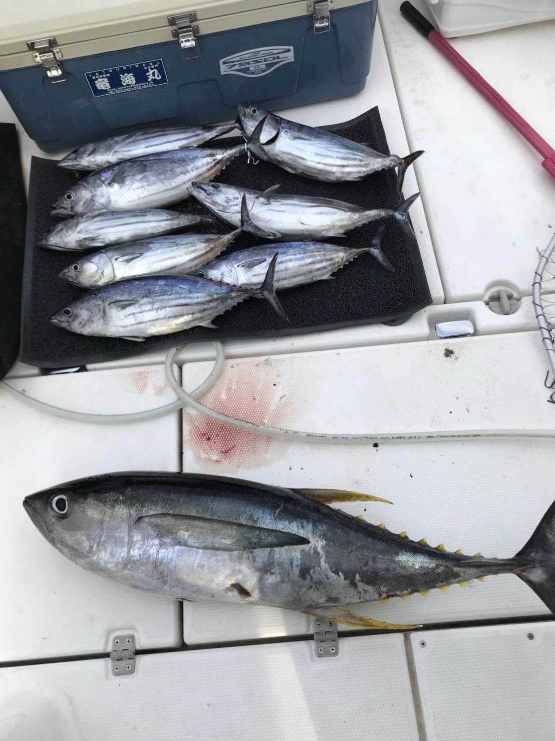 カツオも食い気がある群れと無い群れが様々な場所に発生しています。食い気のある群れに当たれば入れ食いを堪能できました♪