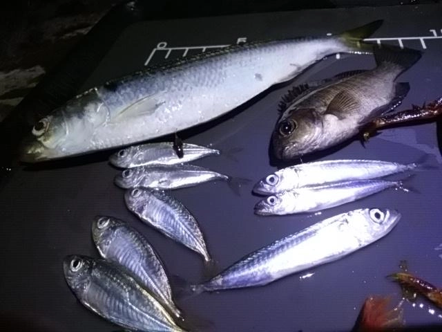 サバアジ