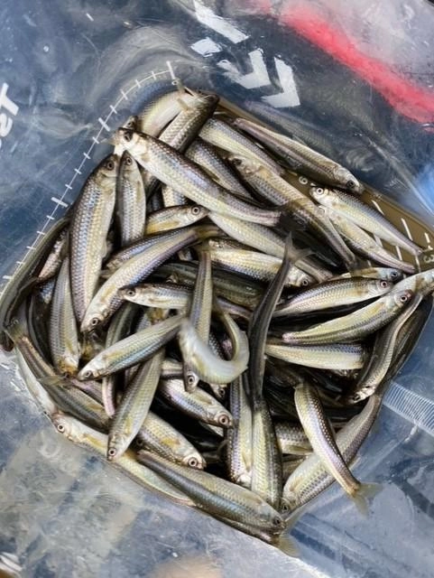 朝からコンスタントに掛かり、エサが無くなり途中終了となる・・・が釣果はどうだっでしょうか！