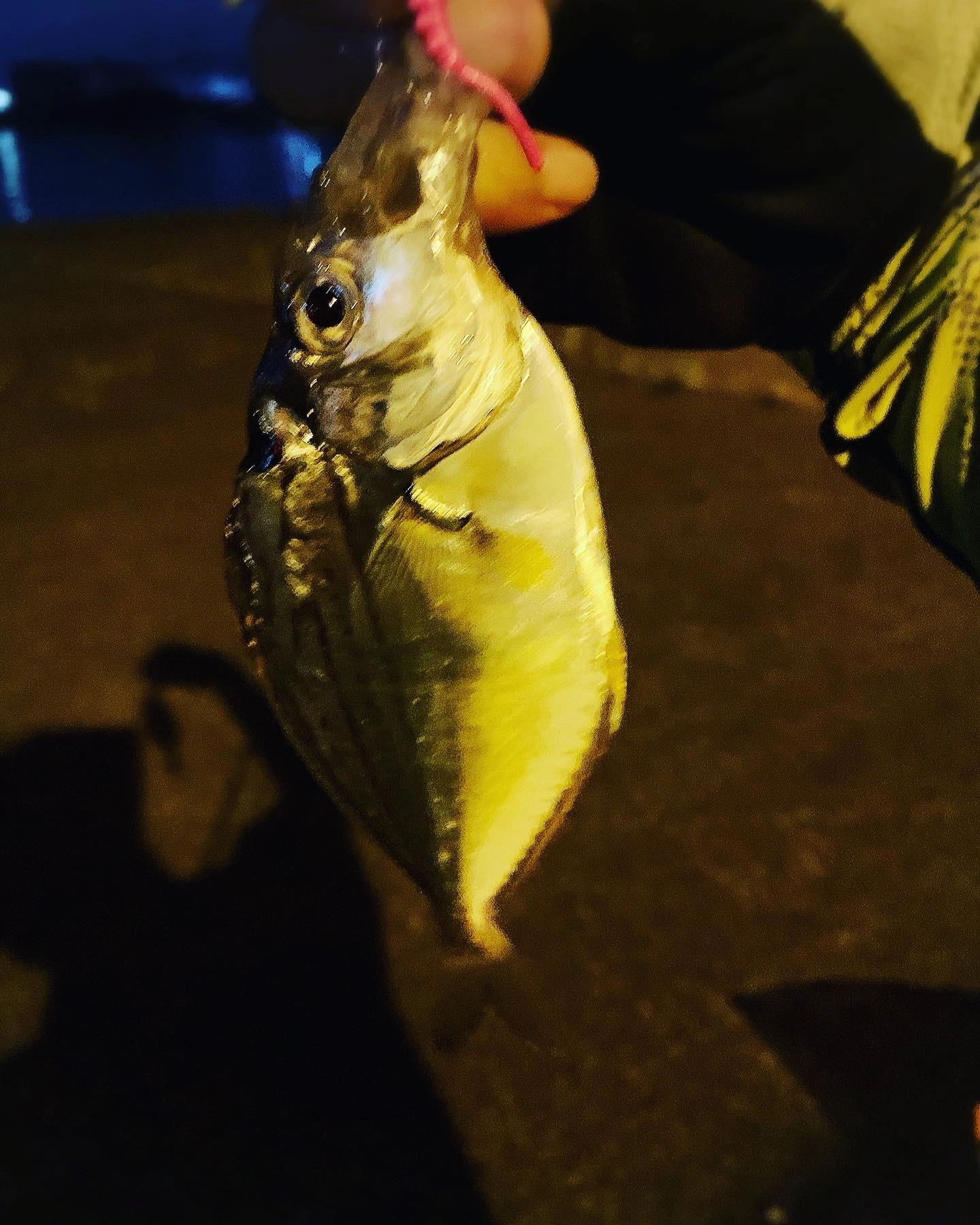 アジをかけた釣り方で良型ヒイラギの口にかけました。