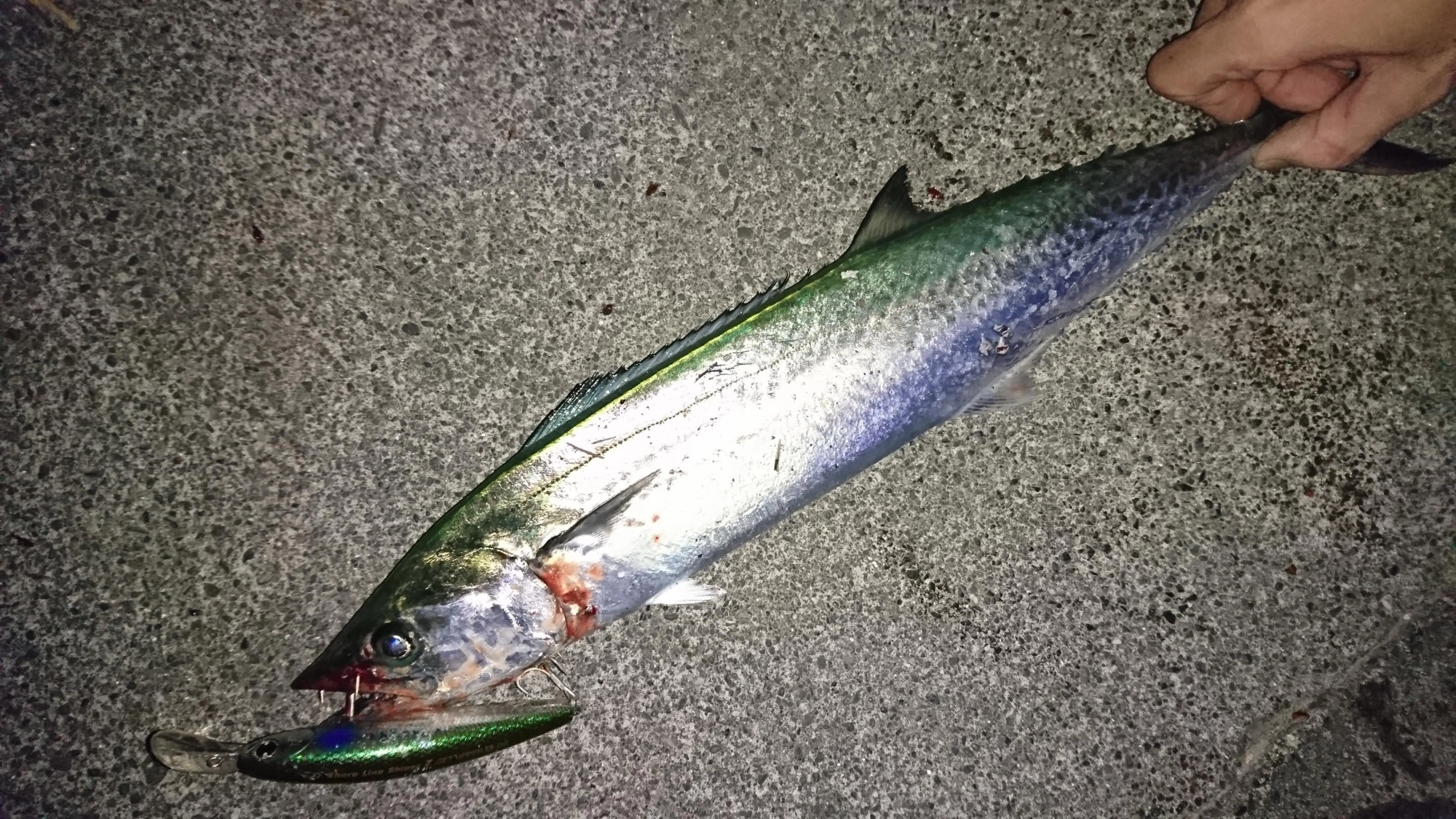 マヅメ時はサゴシが釣れました！