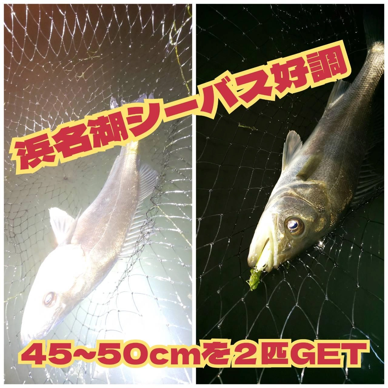 藻と藻の間をゆーくり巻いてきました♪