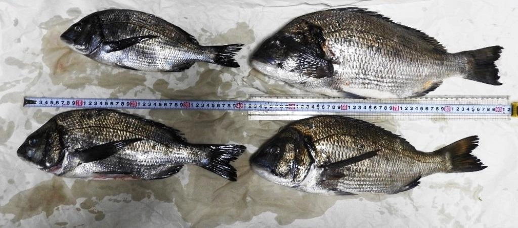 50~30ｃｍ4枚　夫婦の釣果です。