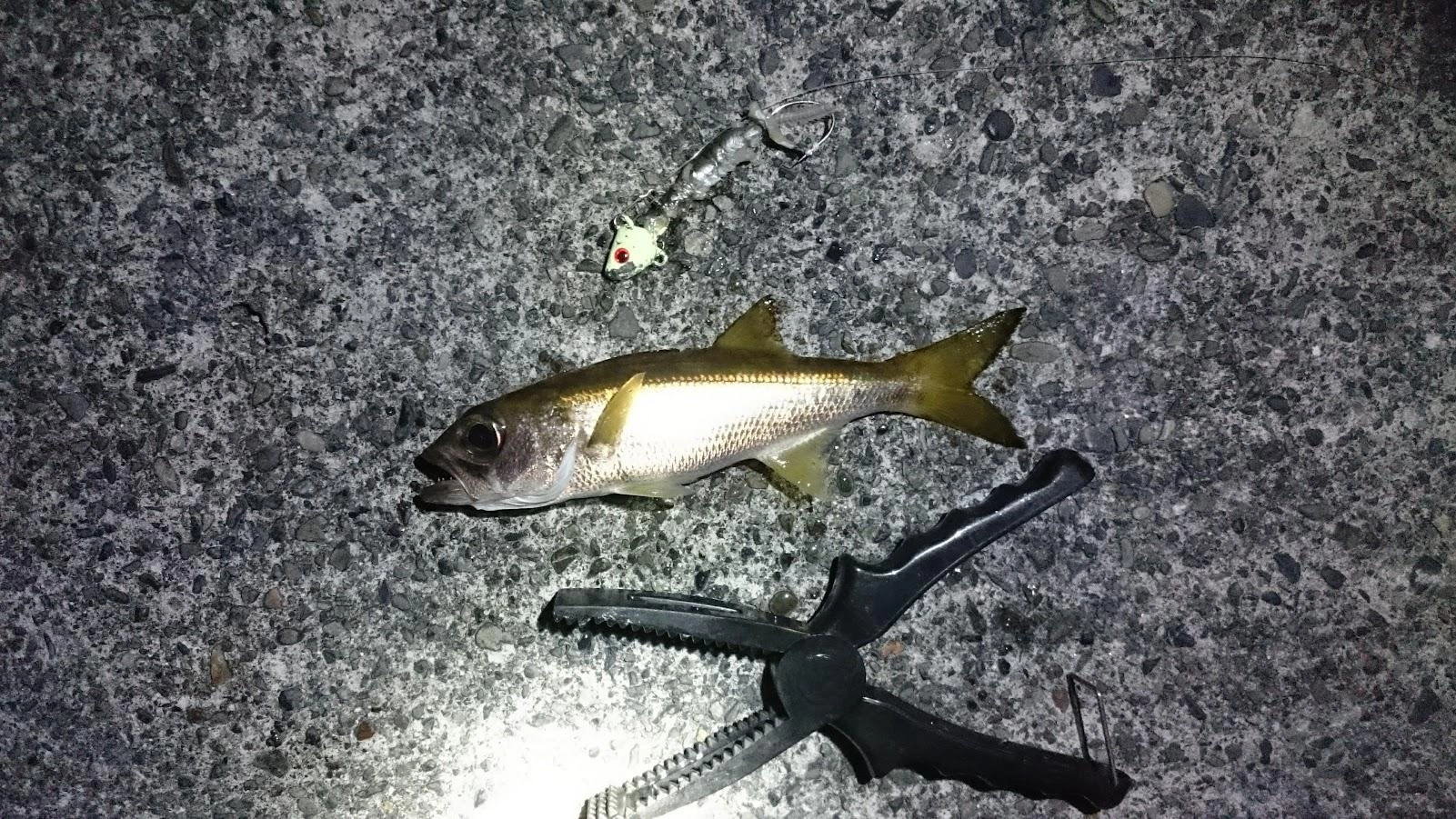 太刀魚テンヤは小さいアタリで餌が齧られます。どうも原因はクロムツのようです。