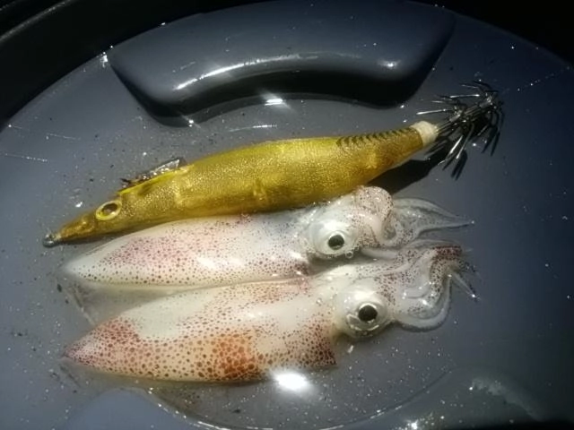 イカダブル