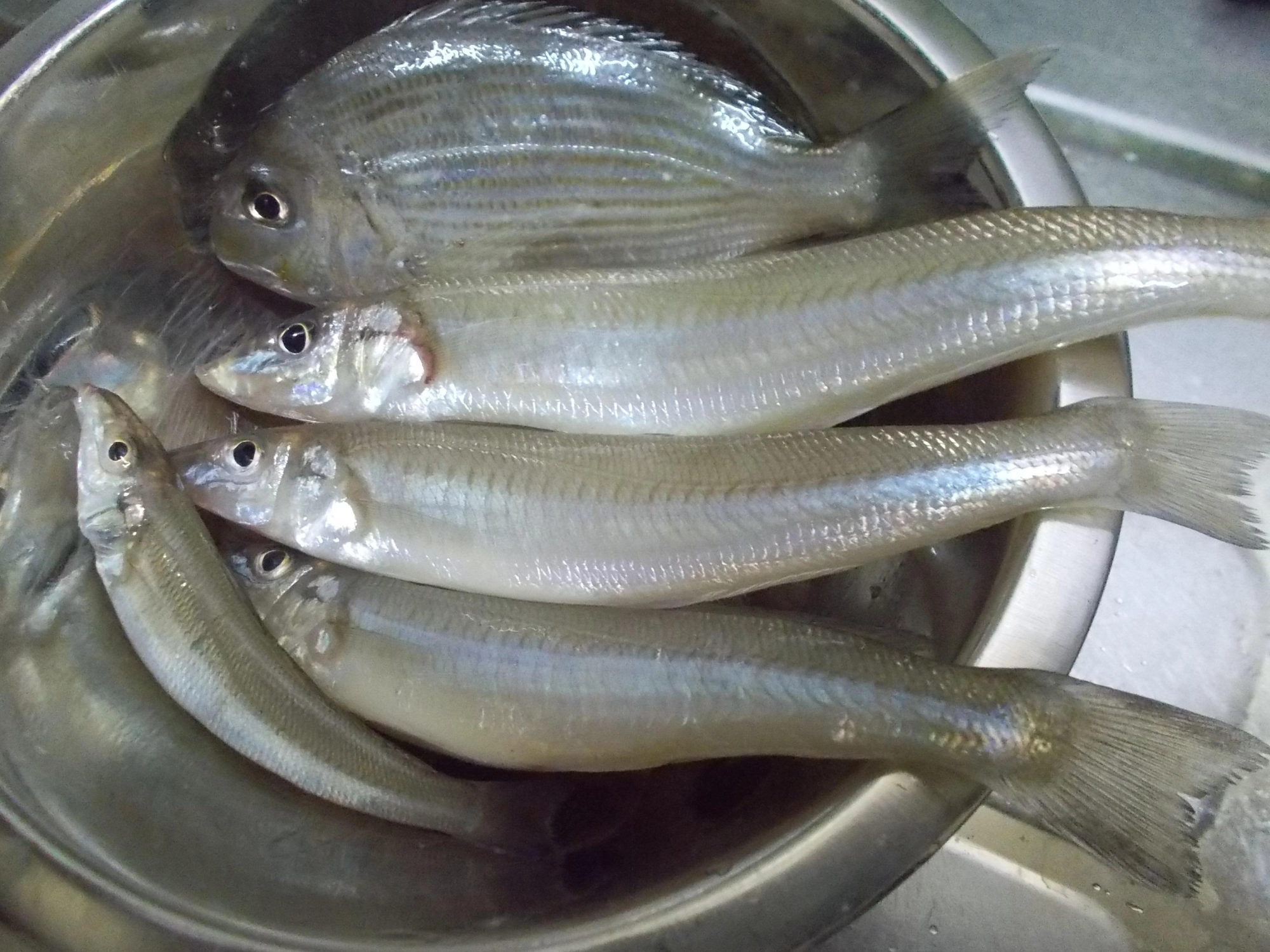 キス以外に『ヘダイ』『セイゴ』『カワハギ』などいろいろな魚が釣れましたよ。