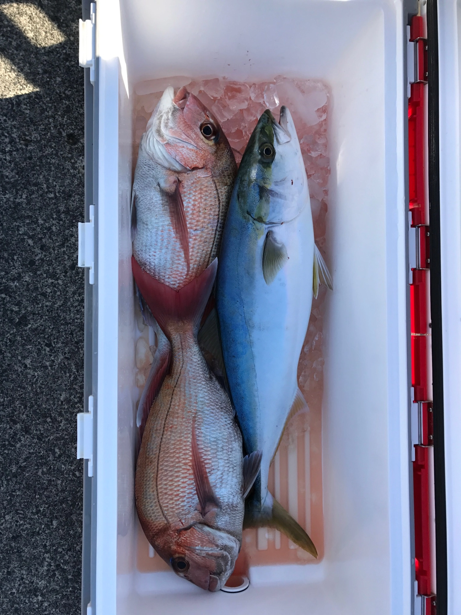 当日の釣果！