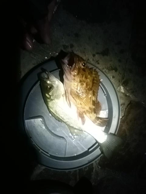 泳がせでカサゴとセイゴ