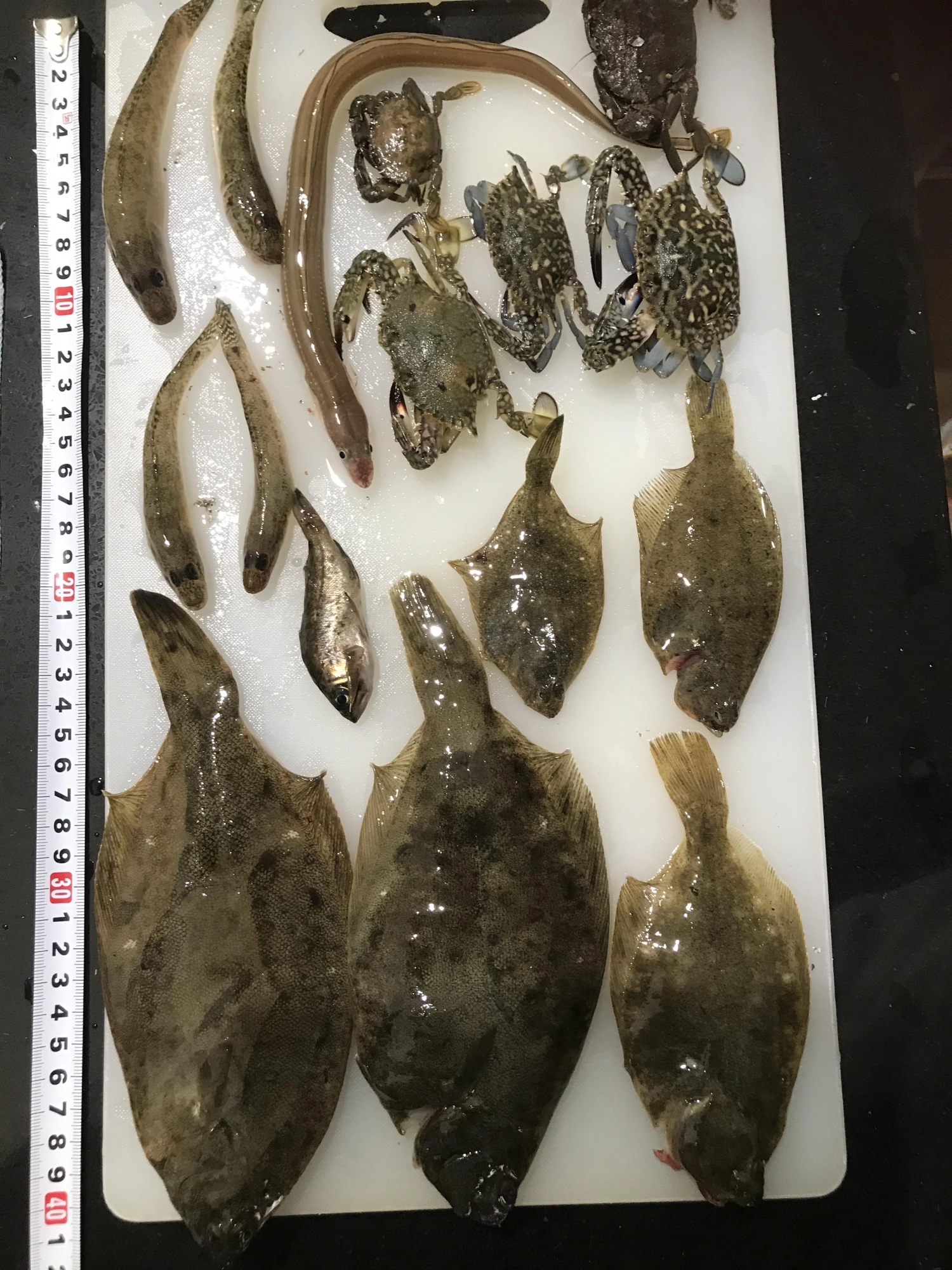 1番大きいカレイはママ
同じ位のカレイは9歳の娘