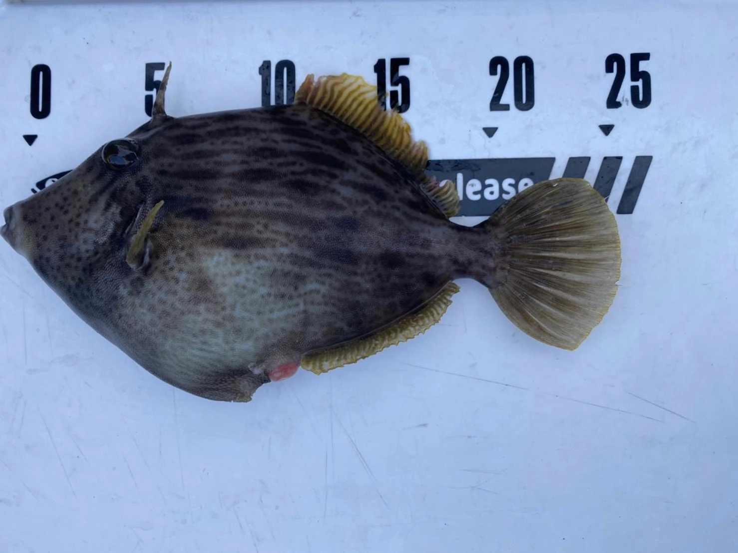 肝も入って絶品カワハギ。お刺身や煮魚が美味しいですね♪