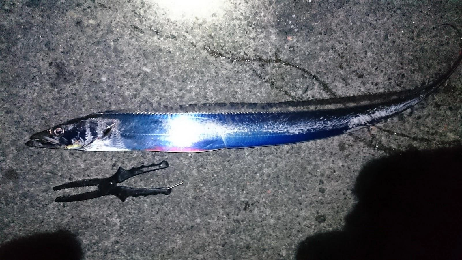 遠投してボトムちょい上をゆっくり巻きで探るとヒットしました。釣れないことは無いですが、冬のおかっぱり太刀魚は難しいです。