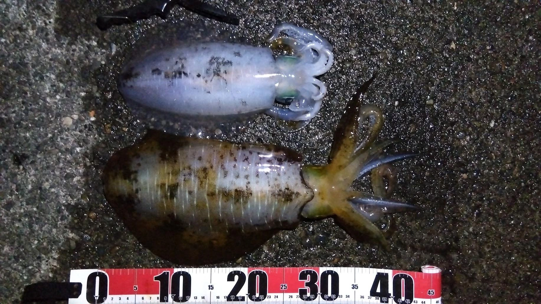 ついでに昨日（11/20）の釣果も投稿
カマス2 真鯵7
アオリイカ 3杯 胴長20，21、28でした