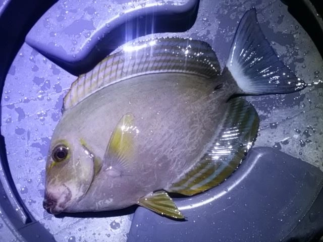 謎魚