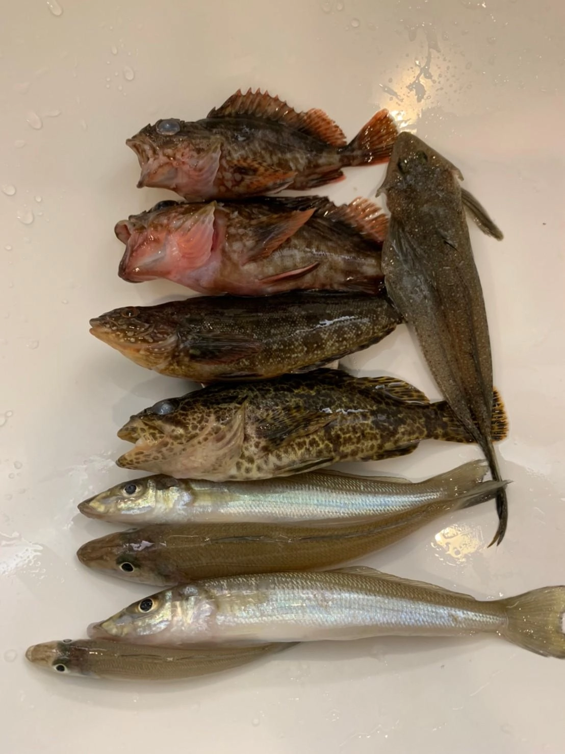 サビキで釣るも
アイゴとゼンメばっかり〜(泣)
投釣りでGETです