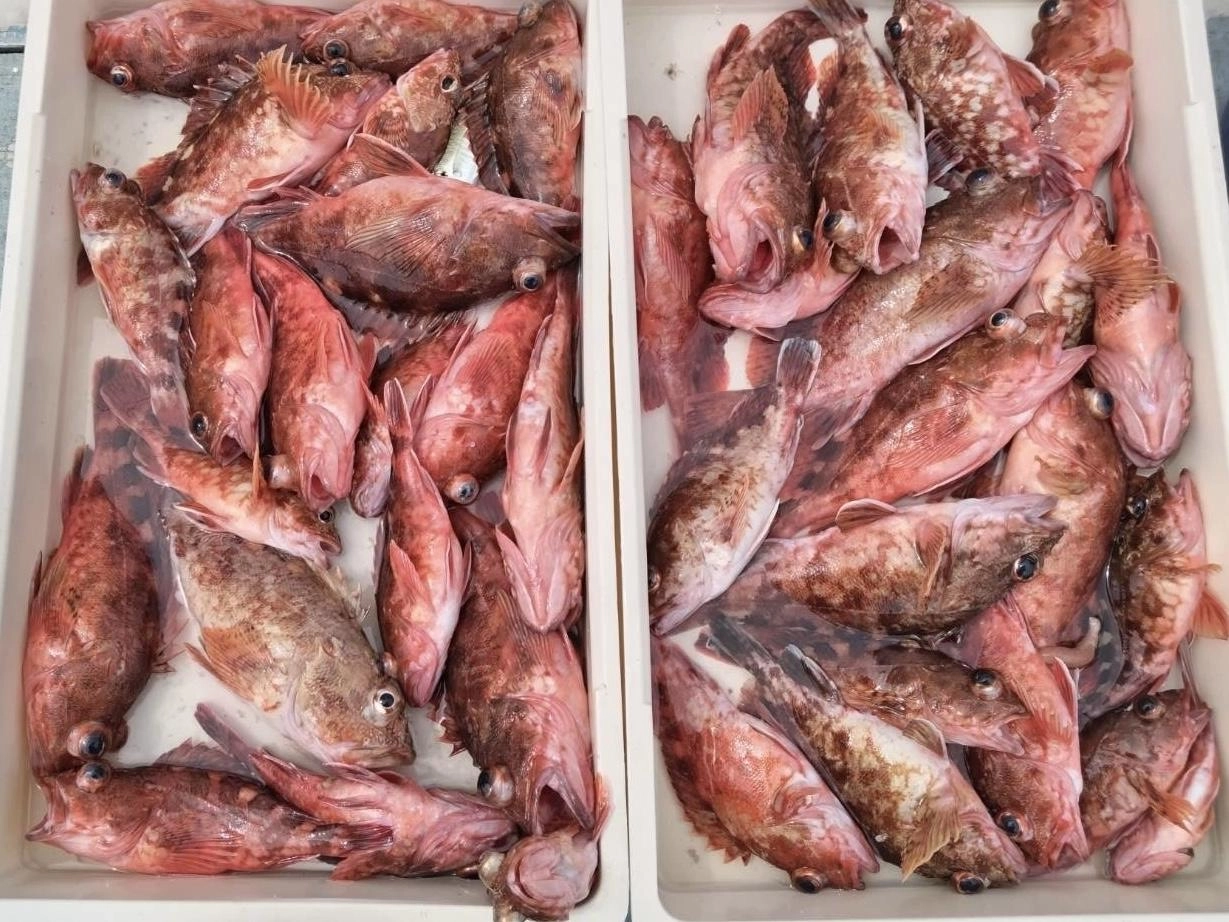 煮たり、焼いたり、刺身にしたりッ(о´∀`о)
