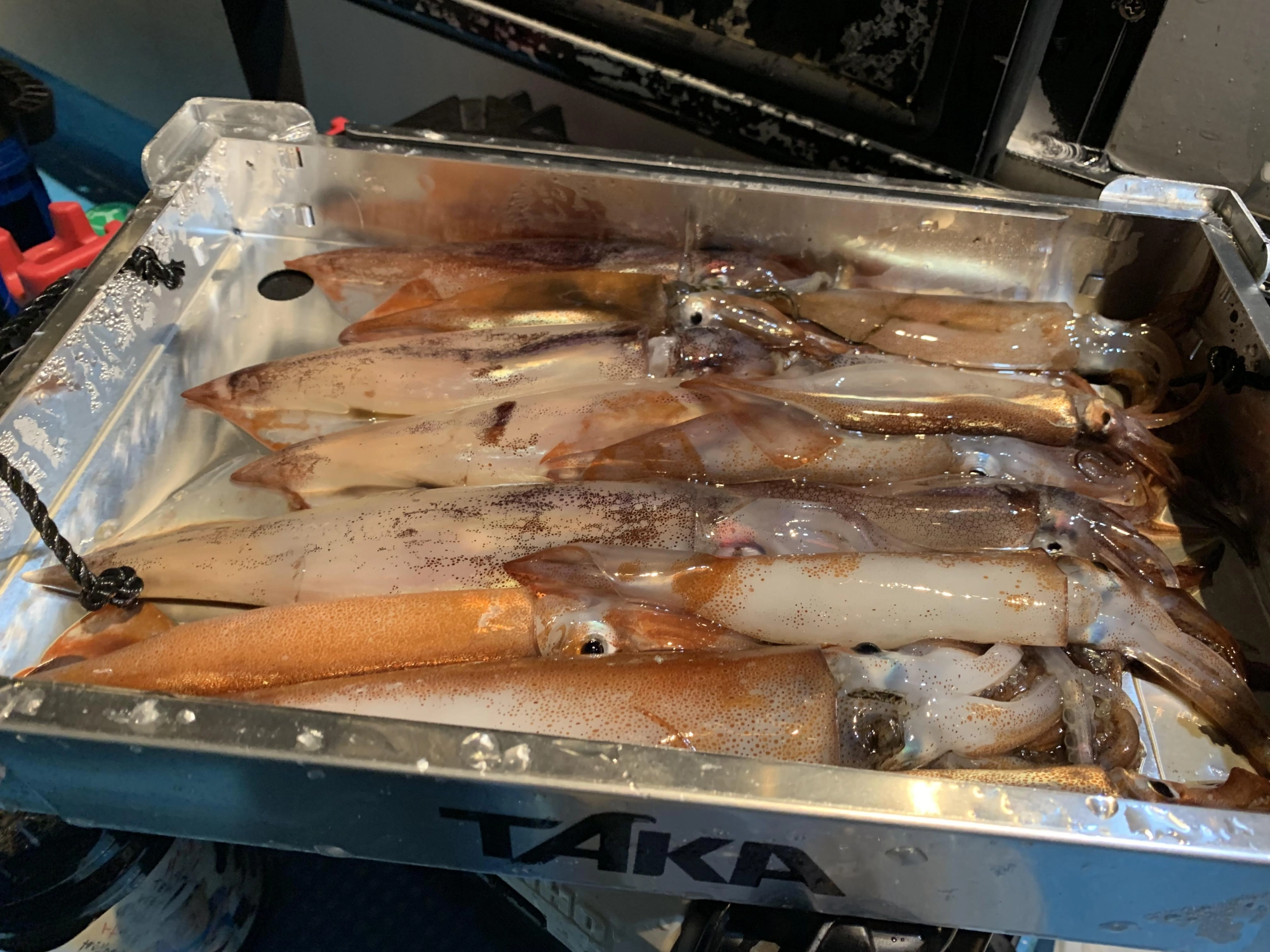 イカをより新鮮な状態で持ち帰るにはキンキンに冷やせるトロ箱がおすすめ♪