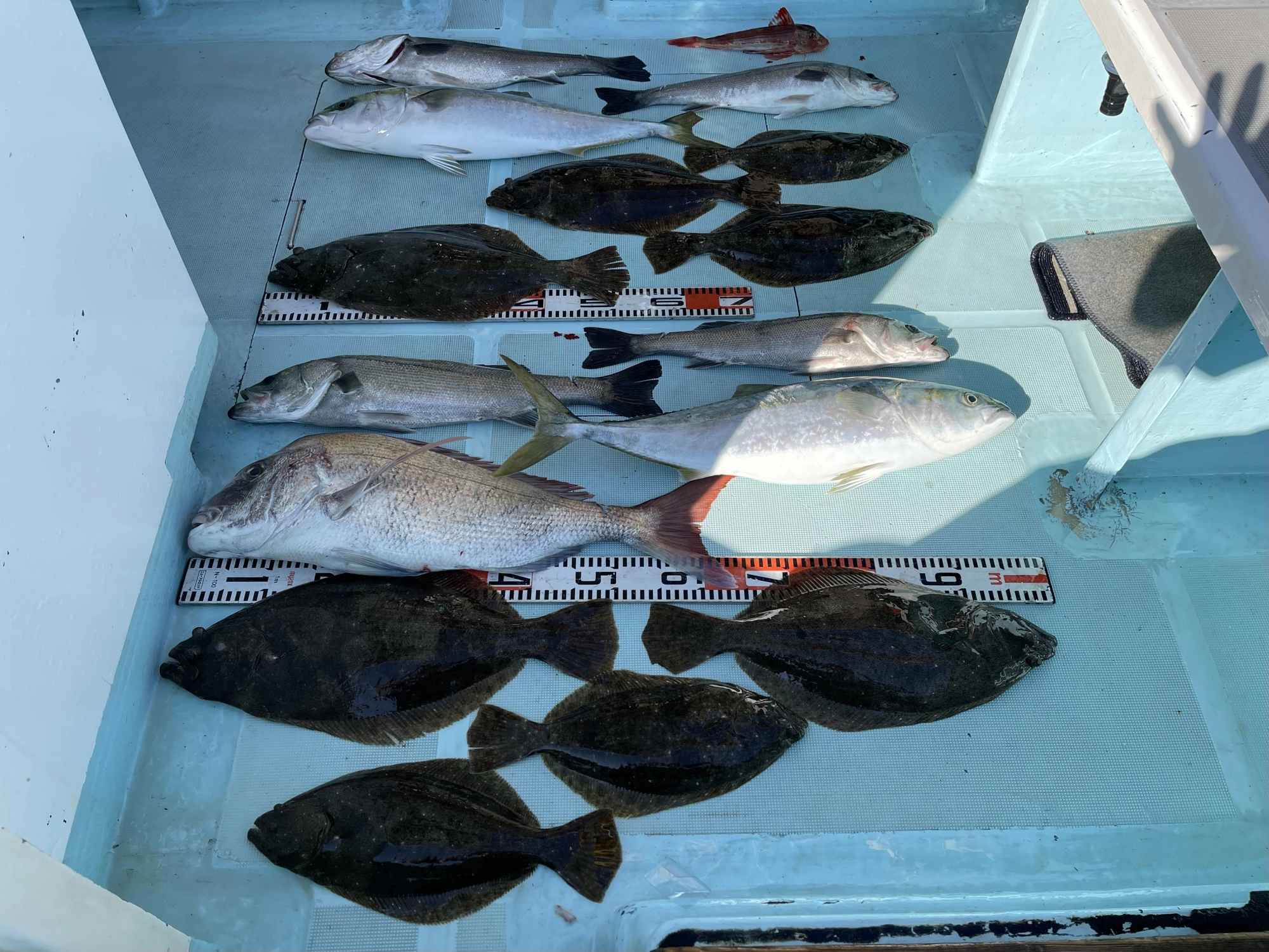 魚種が多種多彩ッ‼︎越冬ビラメ ワラサ セイゴマダカ 真鯛 ホウボウとッ(^-^)