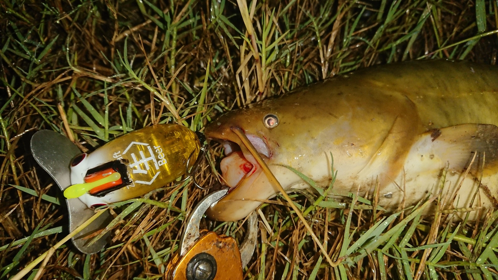 ルアーはザクトクラフト
ザグナ 生ビール