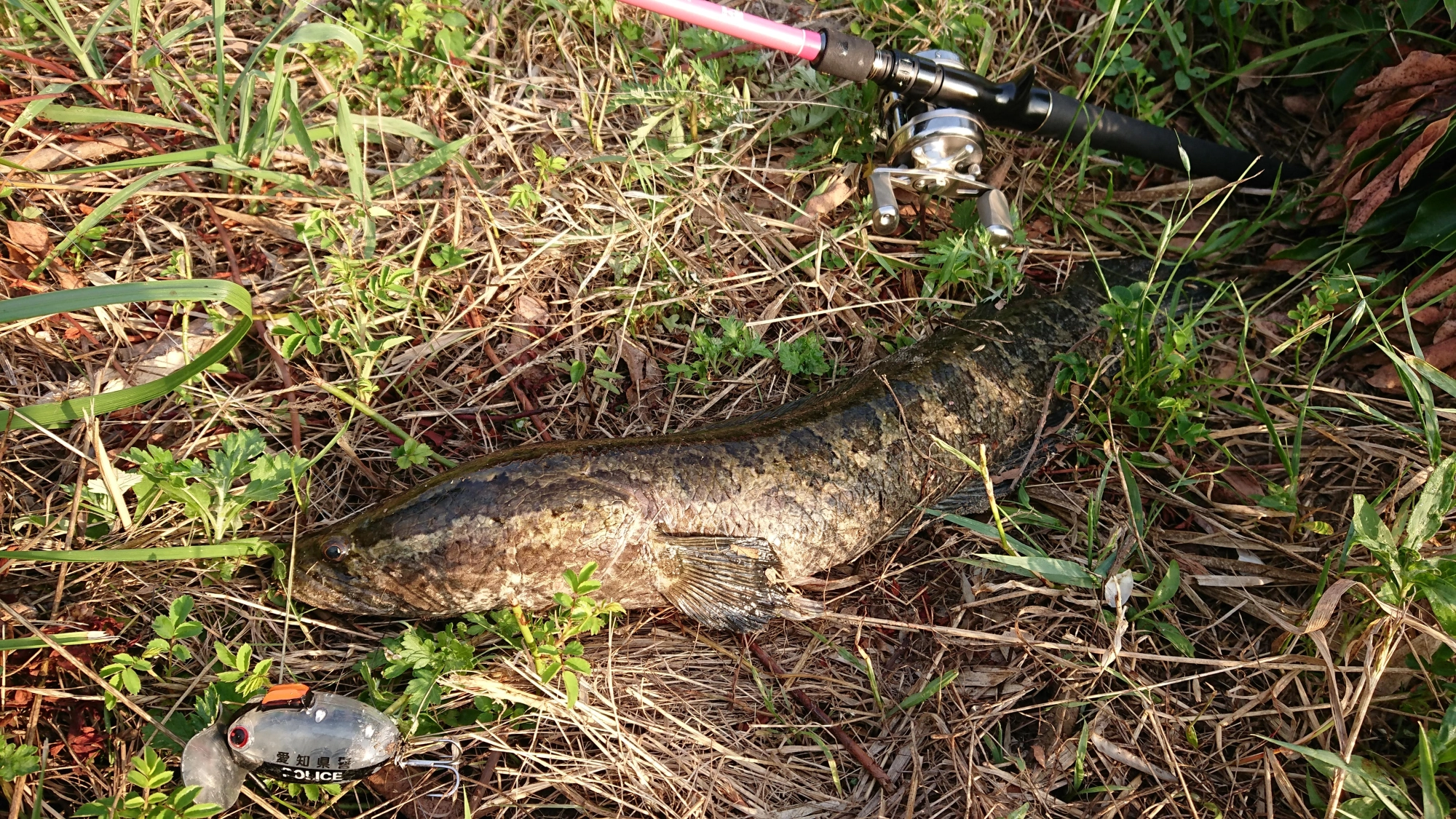 ルアーはザクトクラフト
ザグナ
