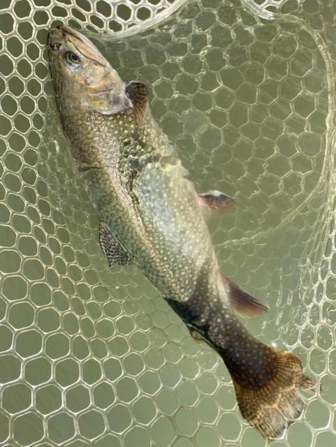 40㎝級ブルックトラウトが釣れました。