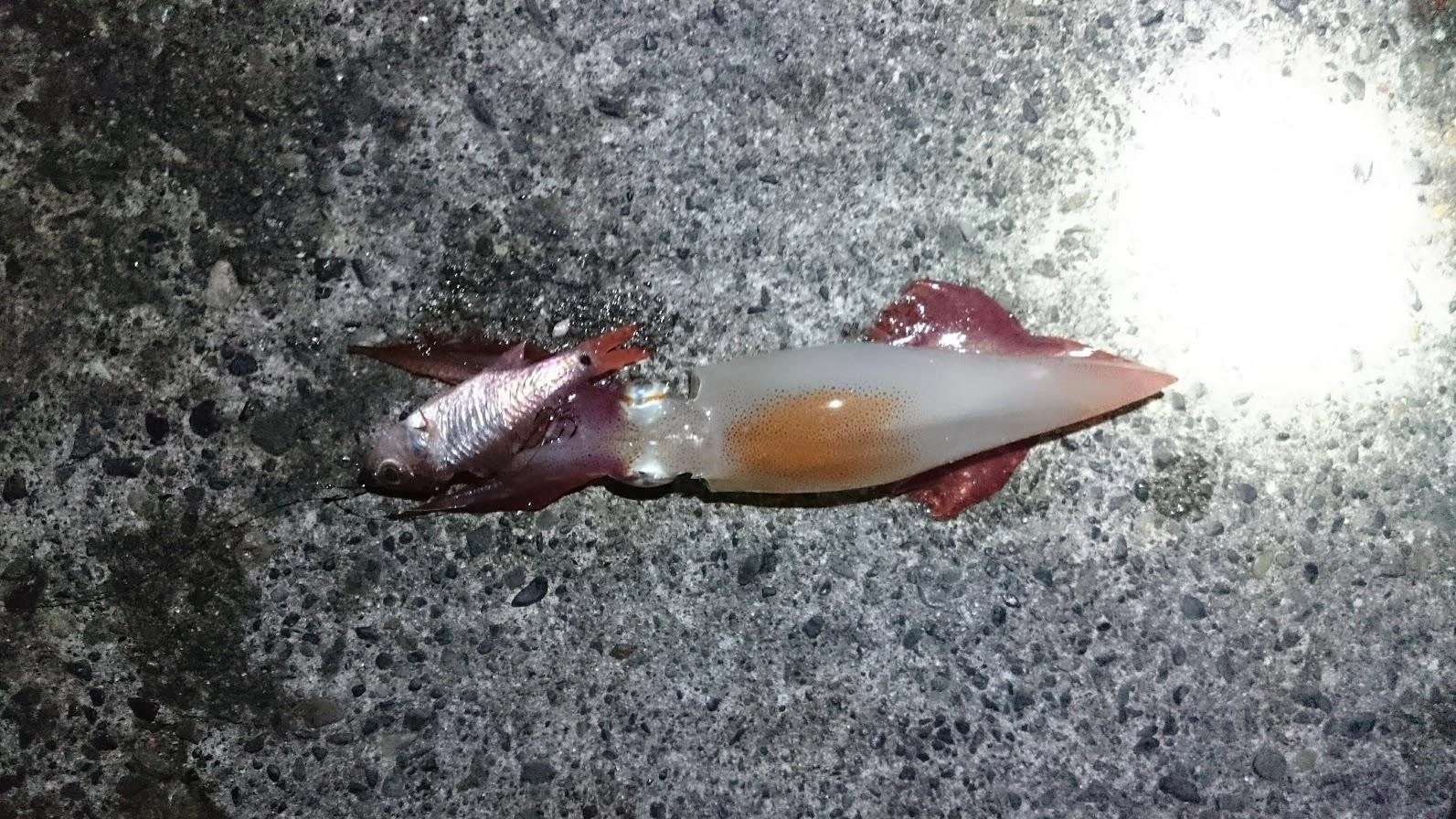 活き鯵がなくなったので試しに金魚（クロホシイシモチ）を付けたところヒイカが掛かりました。