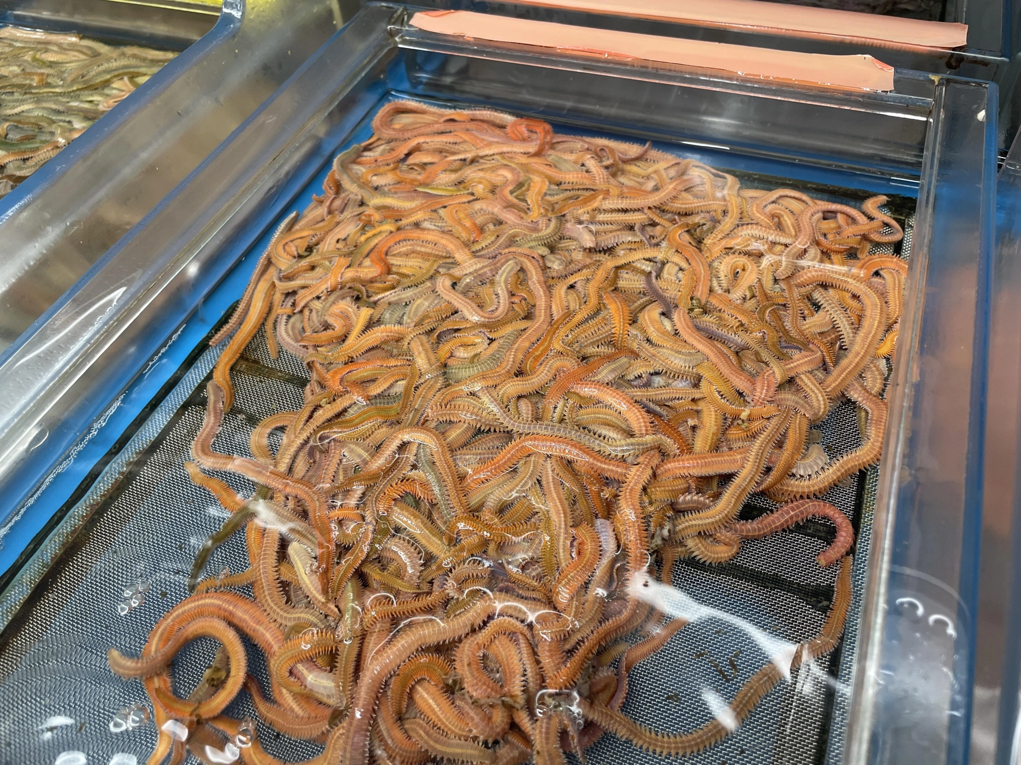 活き餌は鮮度が命！
交換することも考えて、
多めに持って行くのをオススメします！
目安は1人で2時間なら500円分です！