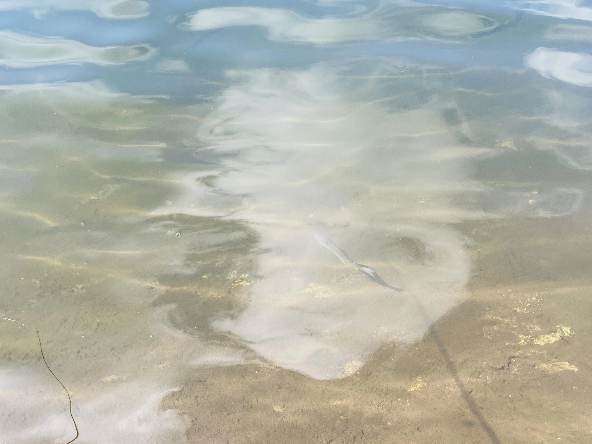水質がとてもクリアで
ルアーや魚の動きが
良く見える！
練習に最適で、
対策も練りやすいです！