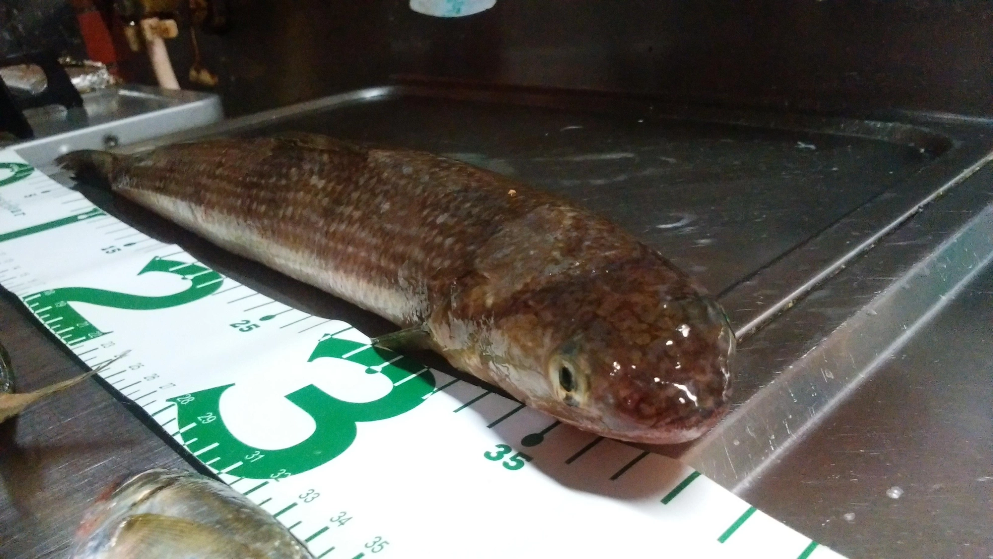 まじでツチノコ！