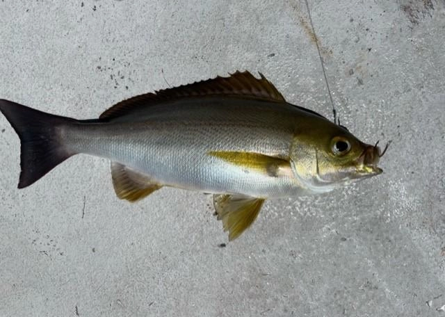 イサキや青物が外道で釣れます。