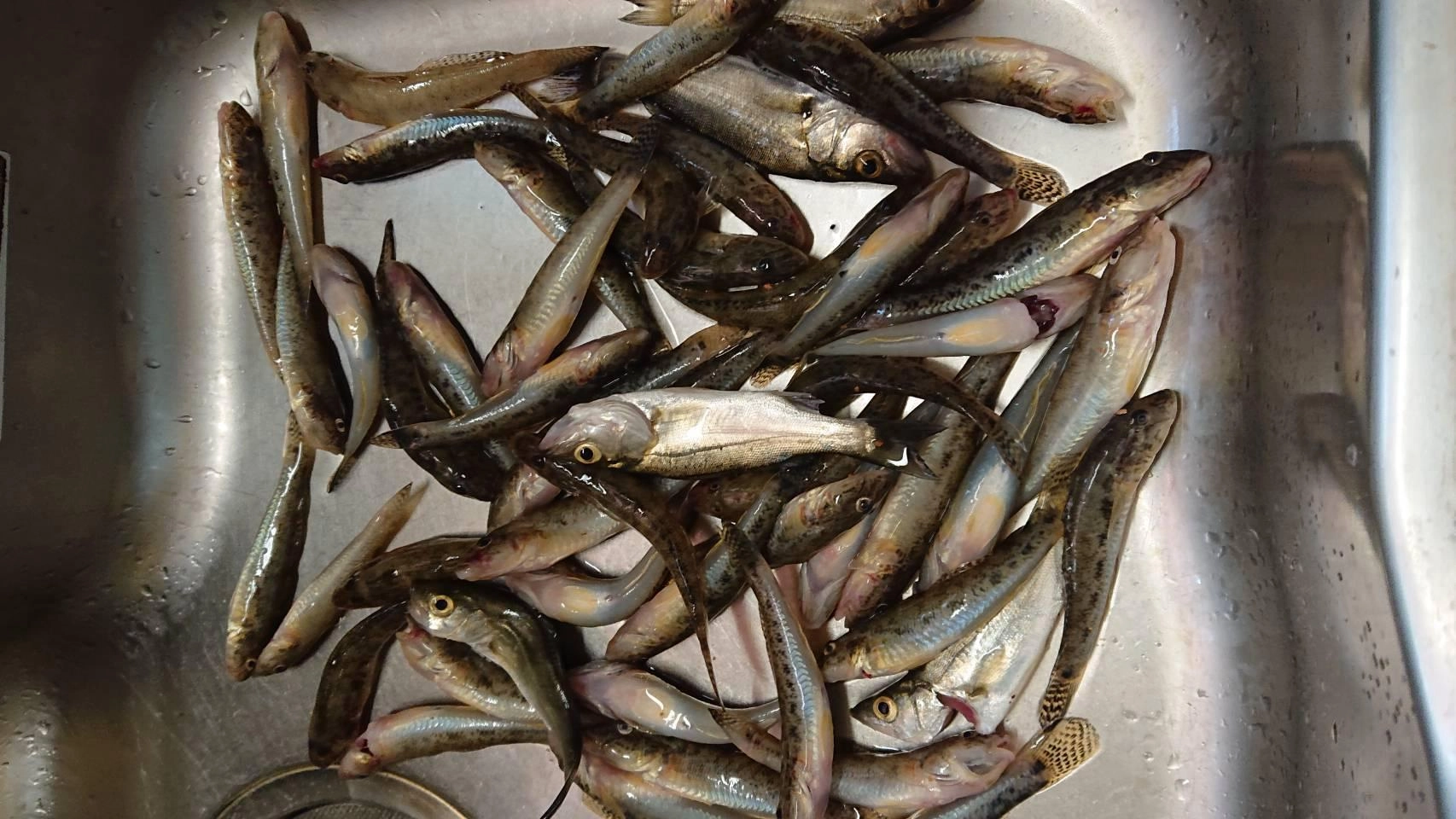 ４人での釣果です！