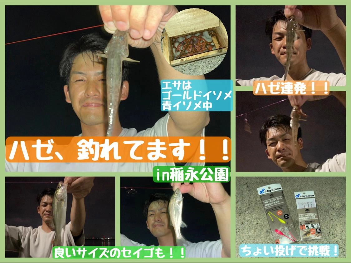 【ハゼ、先月に引き続き好調です！】ちょい投げin稲永公園
