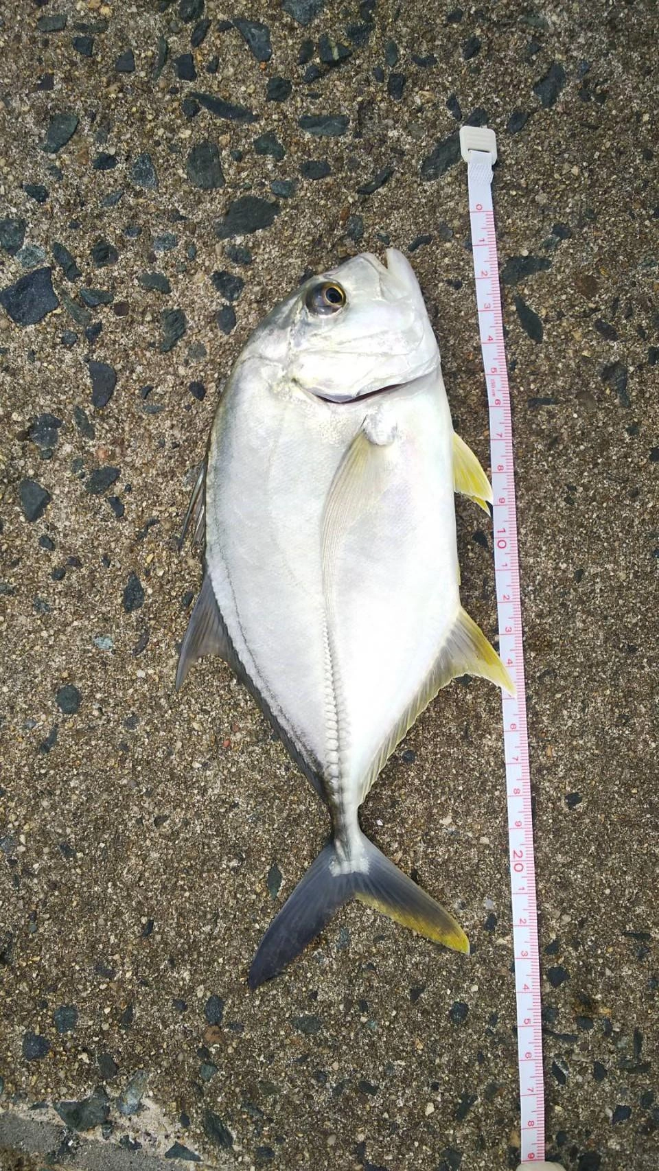 20ｃｍ超えも釣れています！ジグ、トップなど色々なルアーで釣れています！面白い！