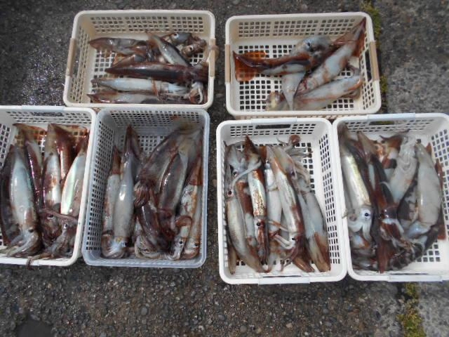 いよいよスルメイカ釣りスタートですね。
