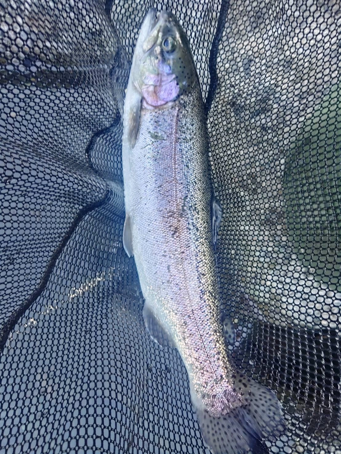 一投目から釣果あった様子です。40cm台のニジマスは数釣りを楽しめます！大型のマスもいるので引きが強い時は慎重にやり取りして下さい。