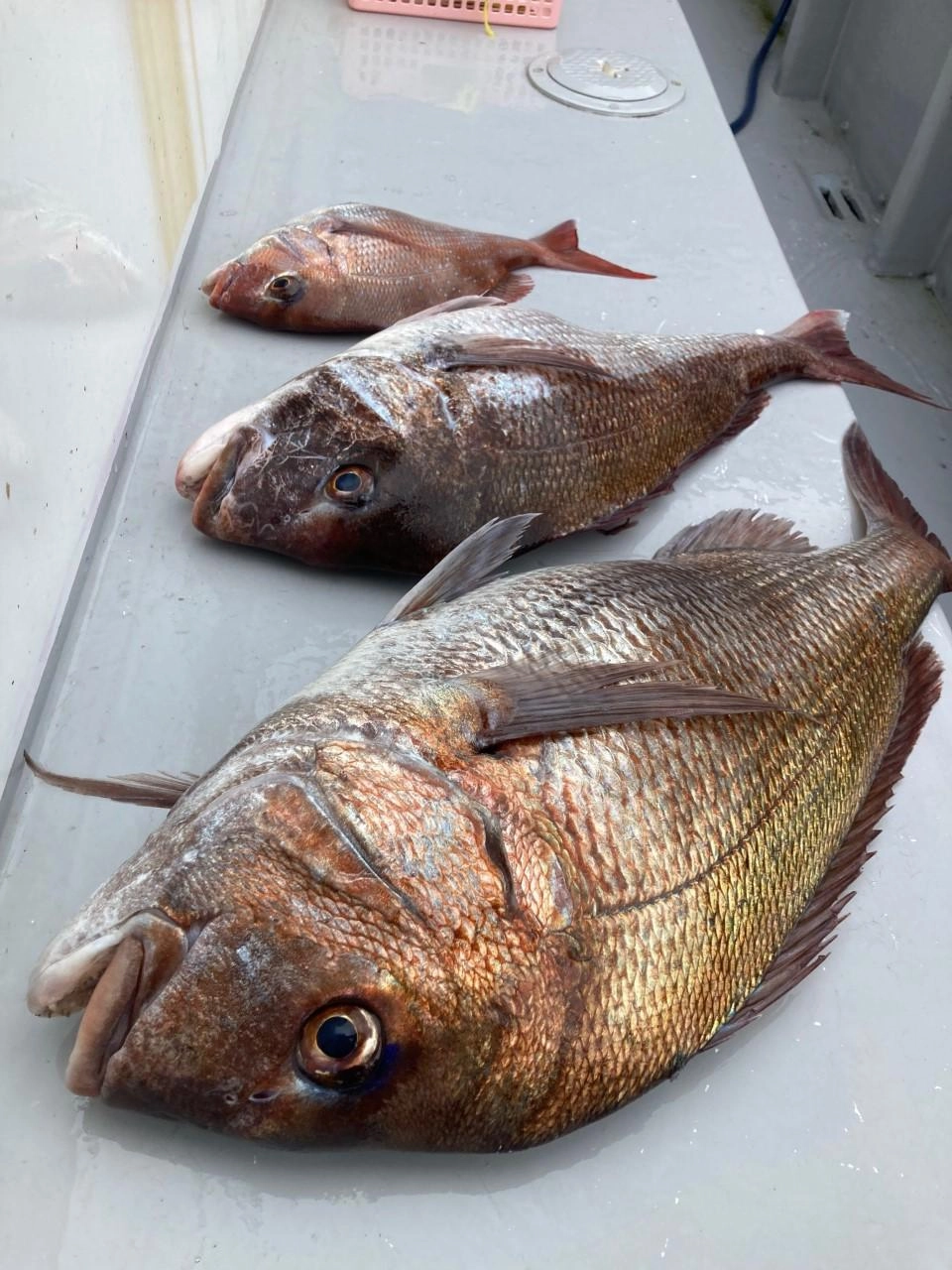 3枚ゲット。4.8kg,3.0kg,0.8kgでした。