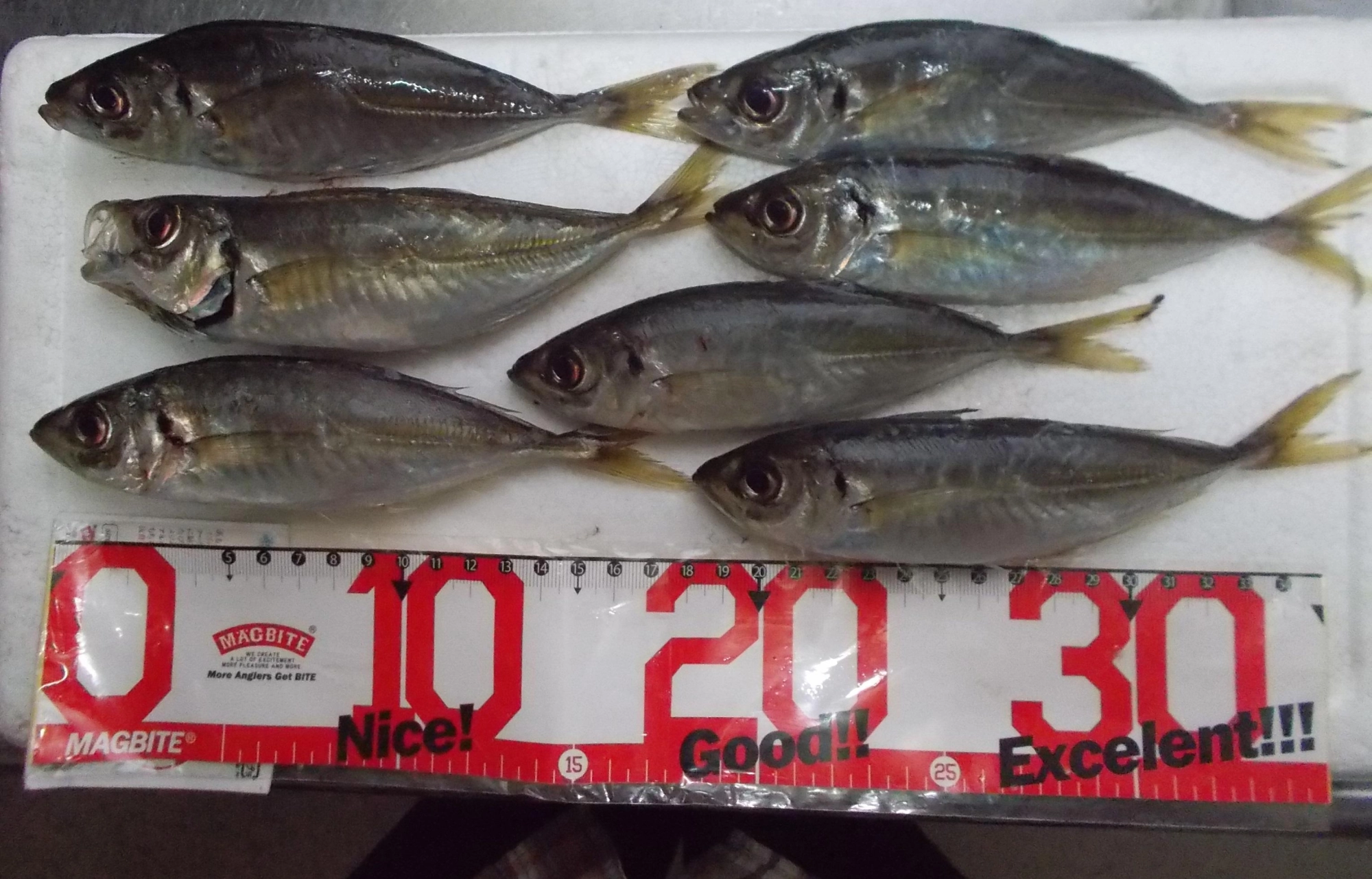 短時間での釣果、このサイズのアジが多い時には２０匹以上！まだまだ釣れています。