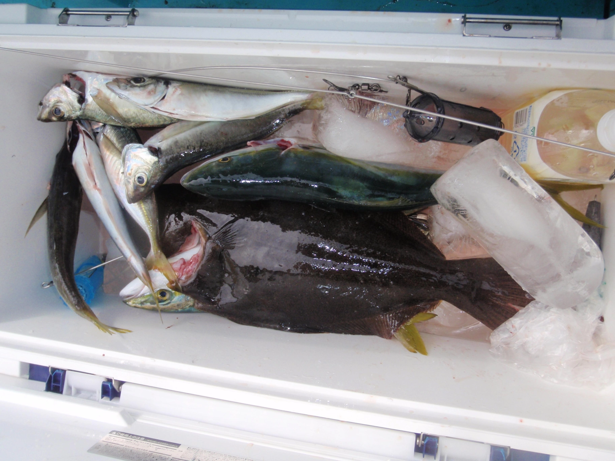 太刀釣り場の前にはアジ釣り五目釣りでヒラメ・イナダ・アジをゲットです。
