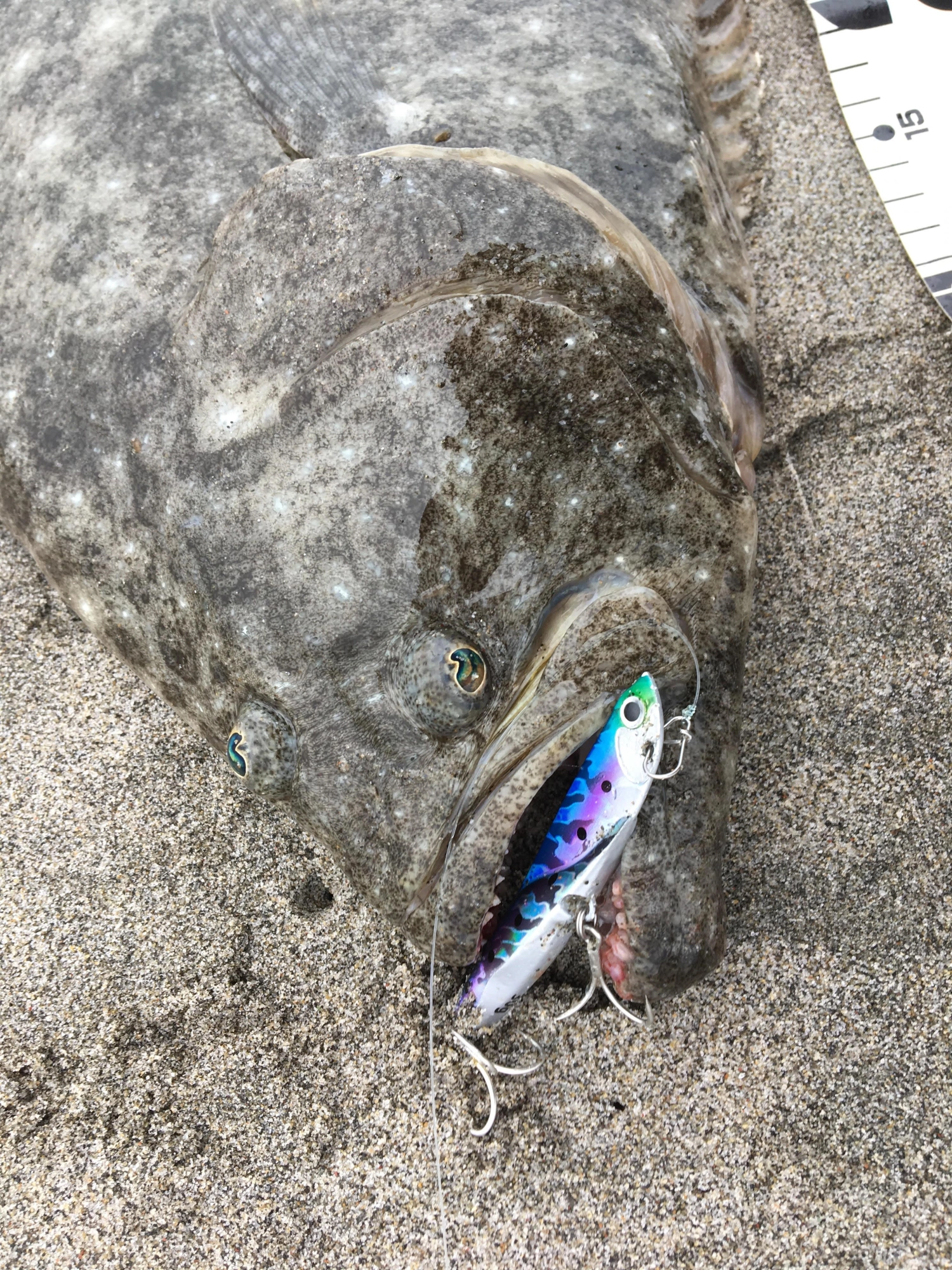 飛び過ぎダニエルをガッツリ咥えてます。