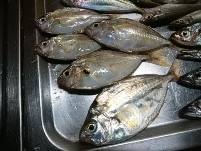 ゼンメ