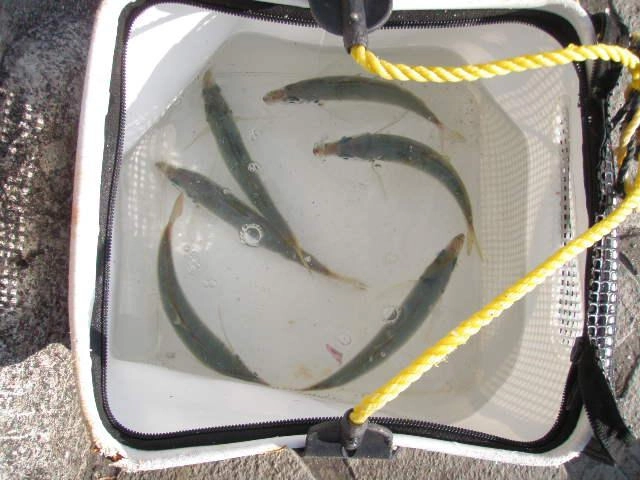 群れが回ってくれば簡単に釣れるそうです。